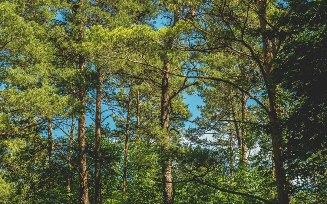 Réchauffement Climatique : Les Animaux du Futur Qui Pourraient Dominer la Planète