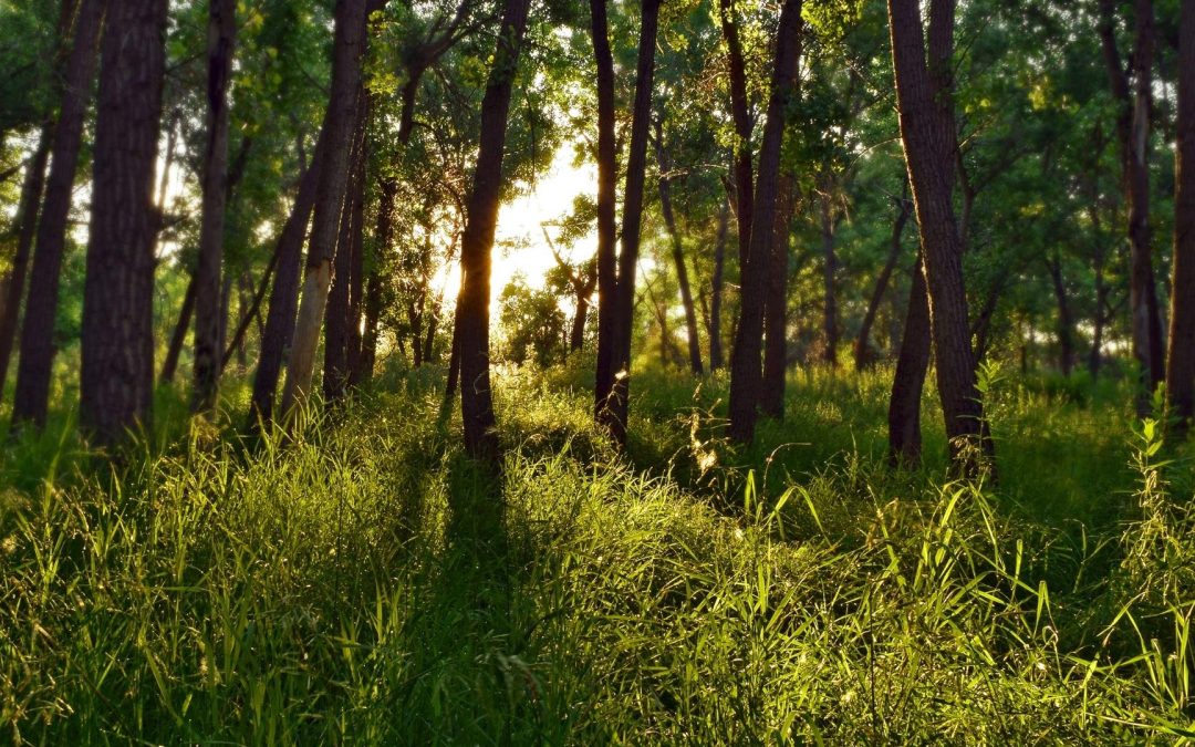 Le mystère des jardins flottants : l’ultime refuge contre le réchauffement climatique ?