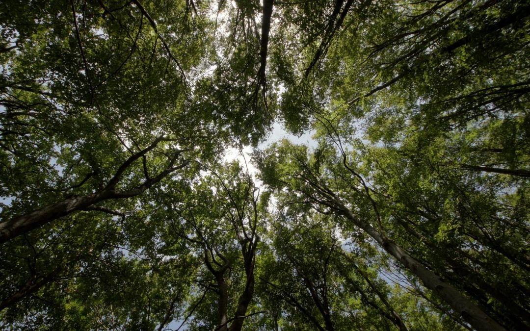 Signes Cachés du Changement Climatique : Les Animaux nous Lancent l’Alerte