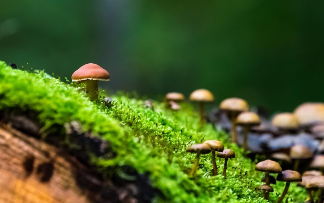 Climat : Pourquoi vos grands-parents avaient-ils raison ?